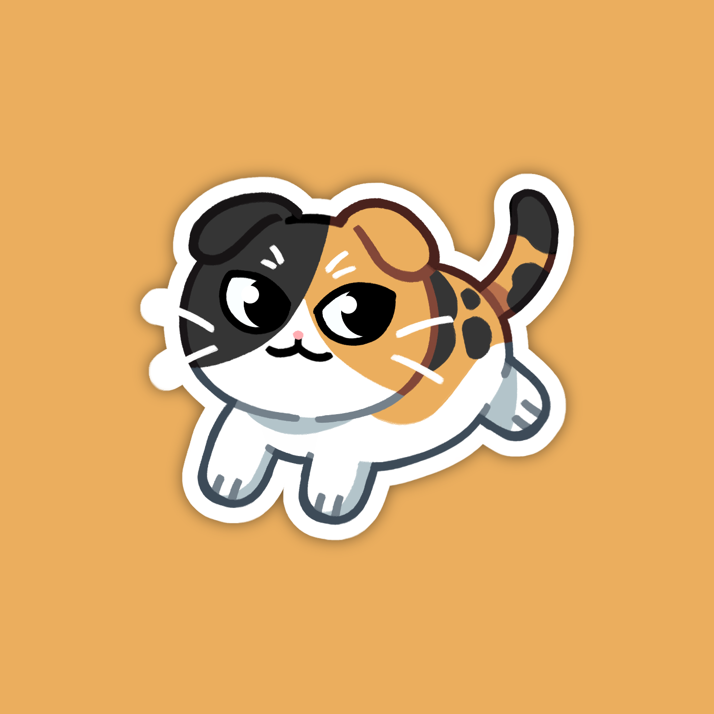 Calico Scottish Fold Cat Sticker